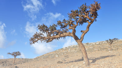 Gold, Frankincense and Myrrh