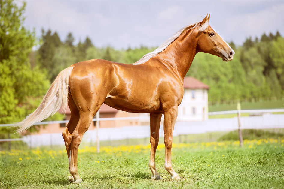 Horse Skincare & Coat Products & Supplements – Equine America